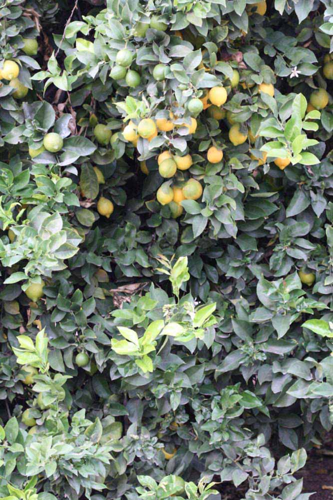               Habit (Doctor Strong, Riverside,   CA)   